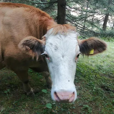 Farmház Arishorst Aussergasteighof Weerberg