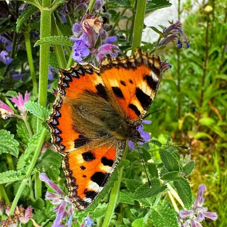 Farmház Arishorst Aussergasteighof *
